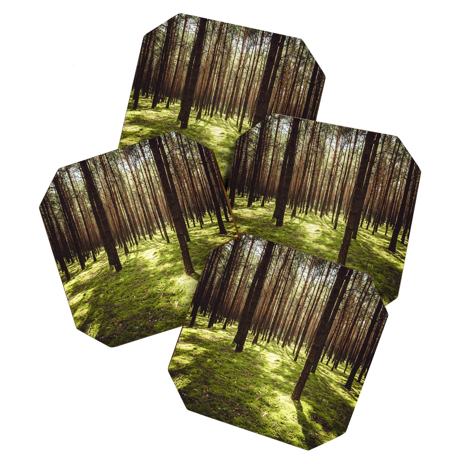 FOREST - Landscape and Nature Photography Coaster Gallery Image 1
