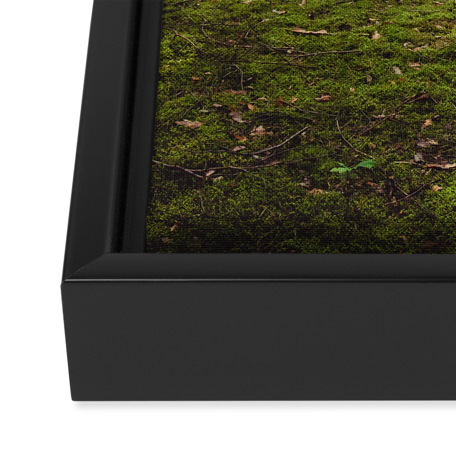 FOREST - Landscape and Nature Photography Framed Canvas Print Gallery Image 3