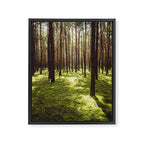 FOREST - Landscape and Nature Photography Framed Canvas Print Gallery Image 6