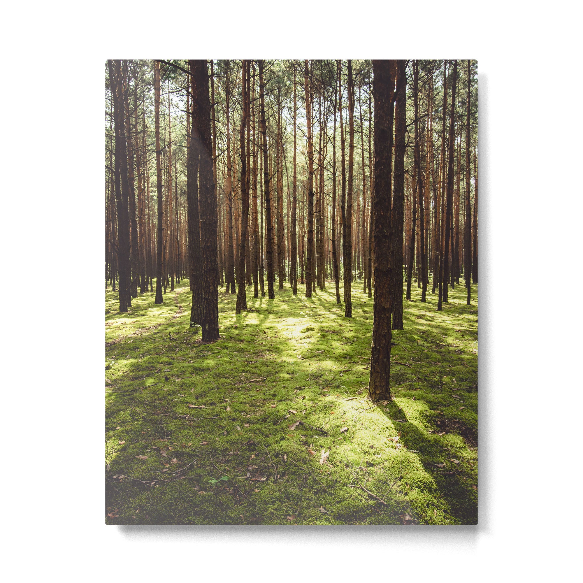 FOREST - Landscape and Nature Photography Metal Print Gallery Image 4