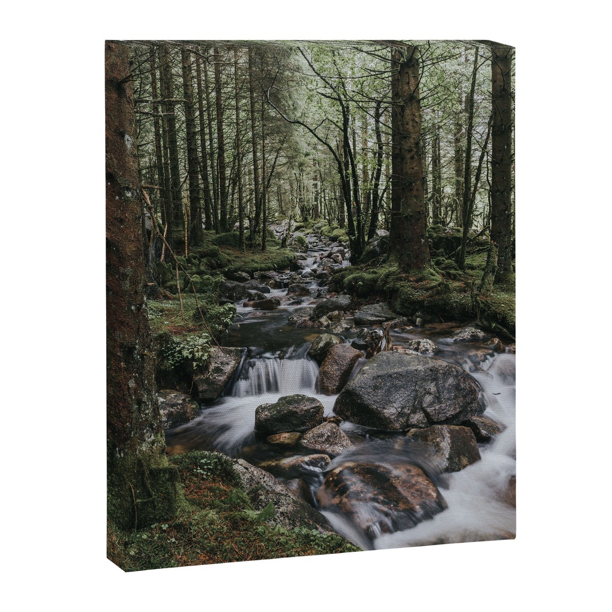 The Fairytale Forest - Landscape and Nature Photography Canvas Print Gallery Image 6