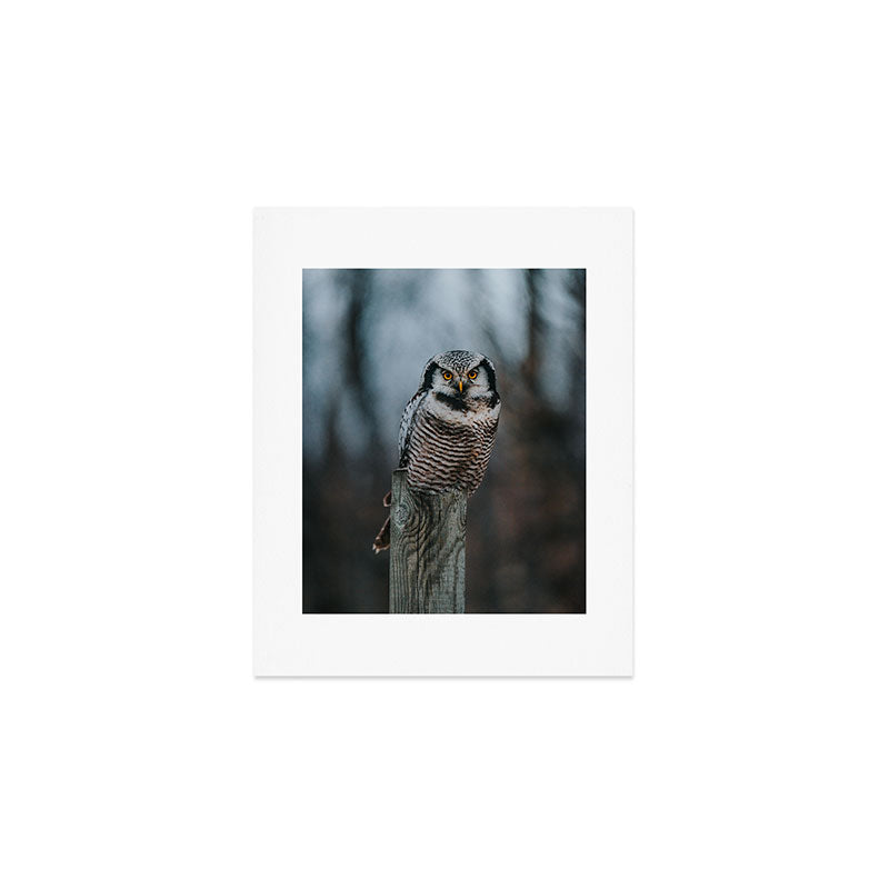 The Northern Howk Owl - Landscape and Nature Photography Art Print Gallery Image 1