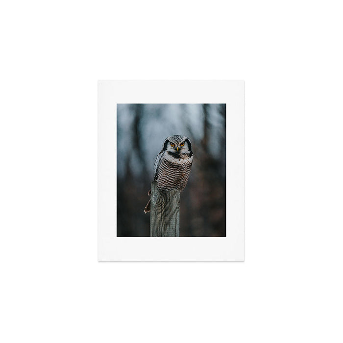 The Northern Howk Owl - Landscape and Nature Photography Art Print Gallery Image 1