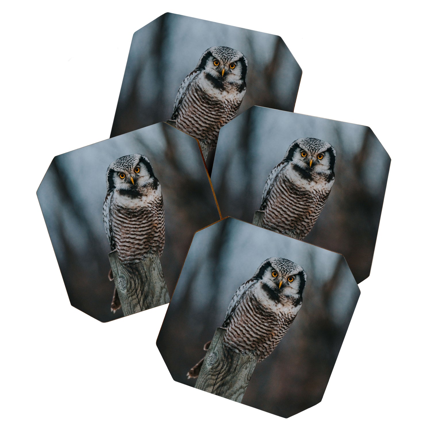 The Northern Howk Owl - Landscape and Nature Photography Coaster Gallery Image 1