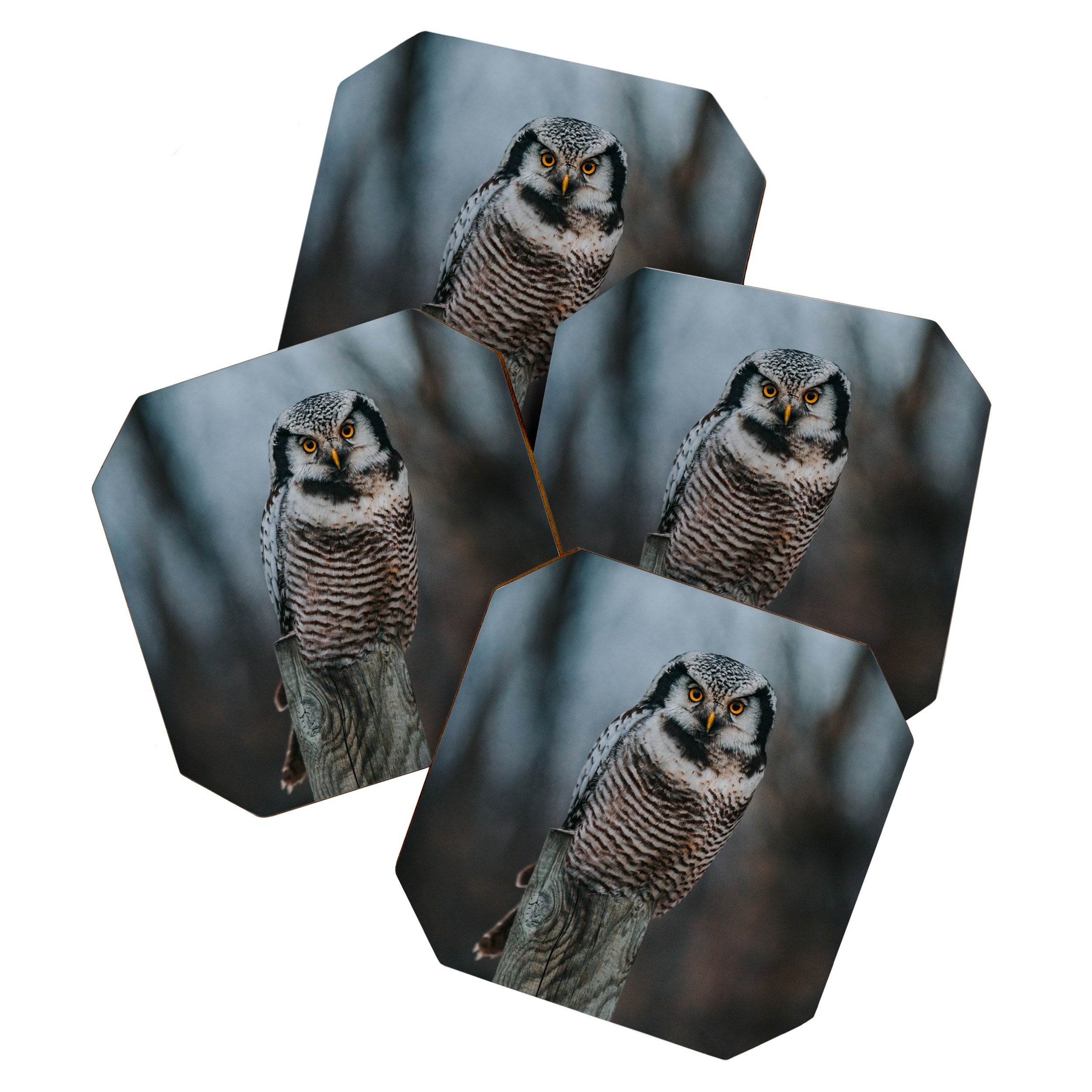 The Northern Howk Owl - Landscape and Nature Photography Coaster Gallery Image 1
