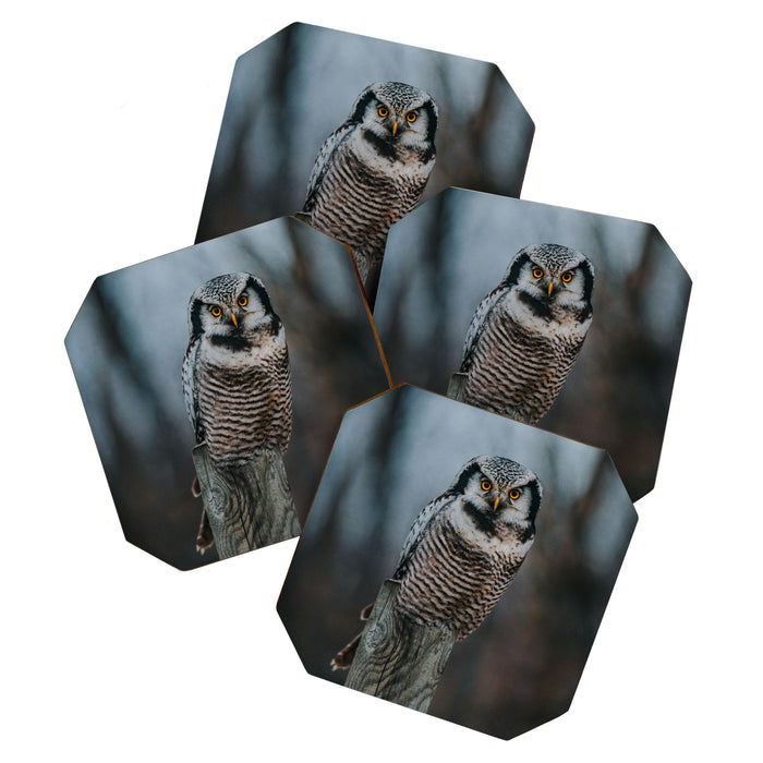 The Northern Howk Owl - Landscape and Nature Photography Coaster Gallery Image 1