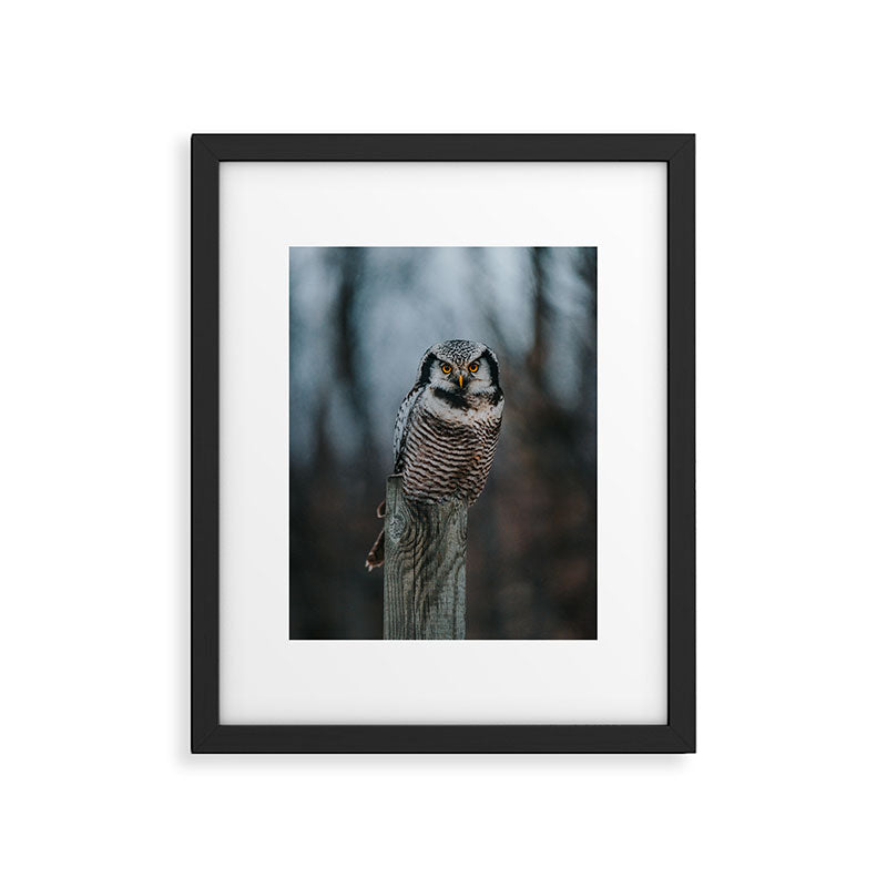 The Northern Howk Owl - Landscape and Nature Photography Framed Art Print Gallery Image 5