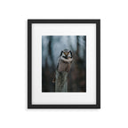 The Northern Howk Owl - Landscape and Nature Photography Framed Art Print Gallery Image 5