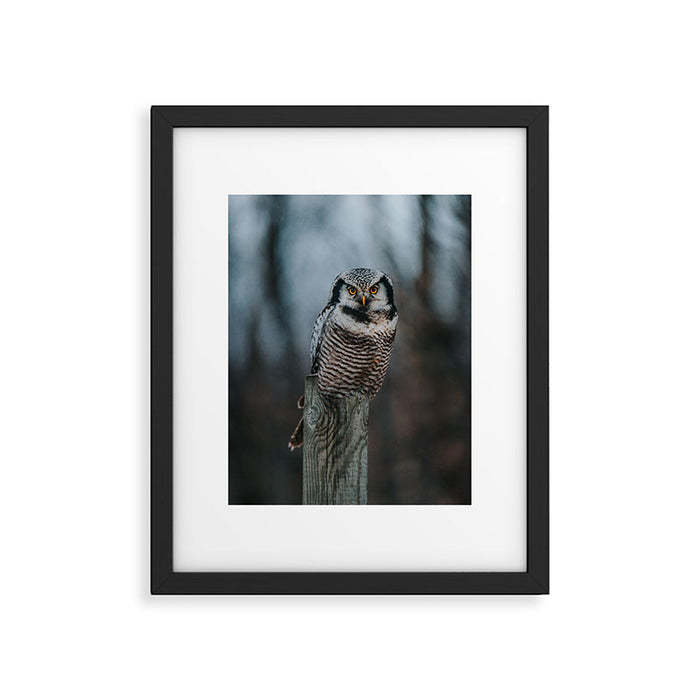 The Northern Howk Owl - Landscape and Nature Photography Framed Art Print Gallery Image 1