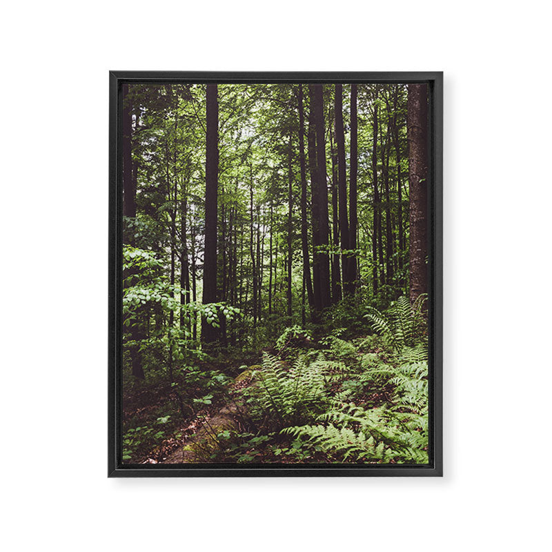 Woodland - Landscape and Nature Photography Framed Canvas Print Gallery Image 8
