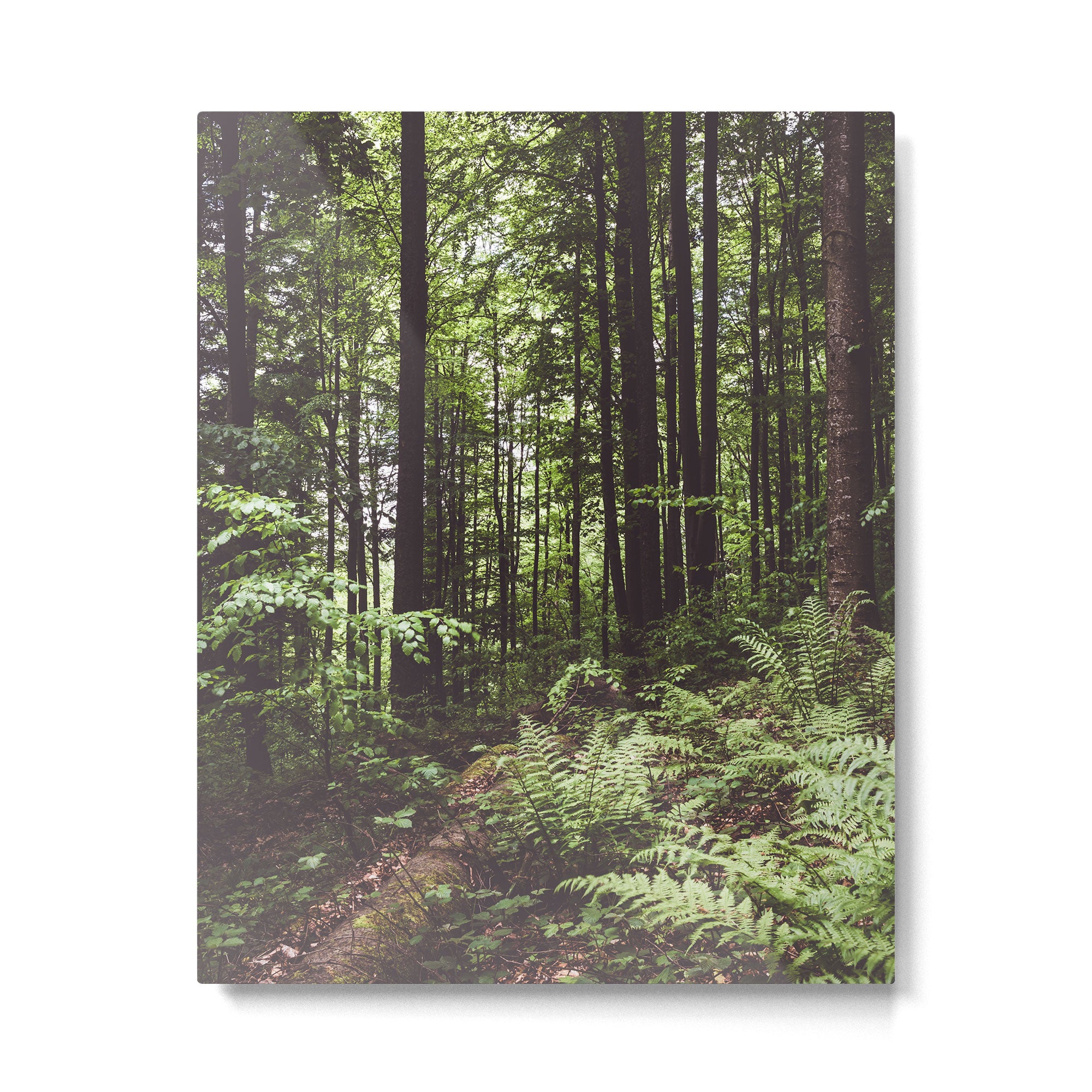 Woodland - Landscape and Nature Photography Metal Print Gallery Image 6