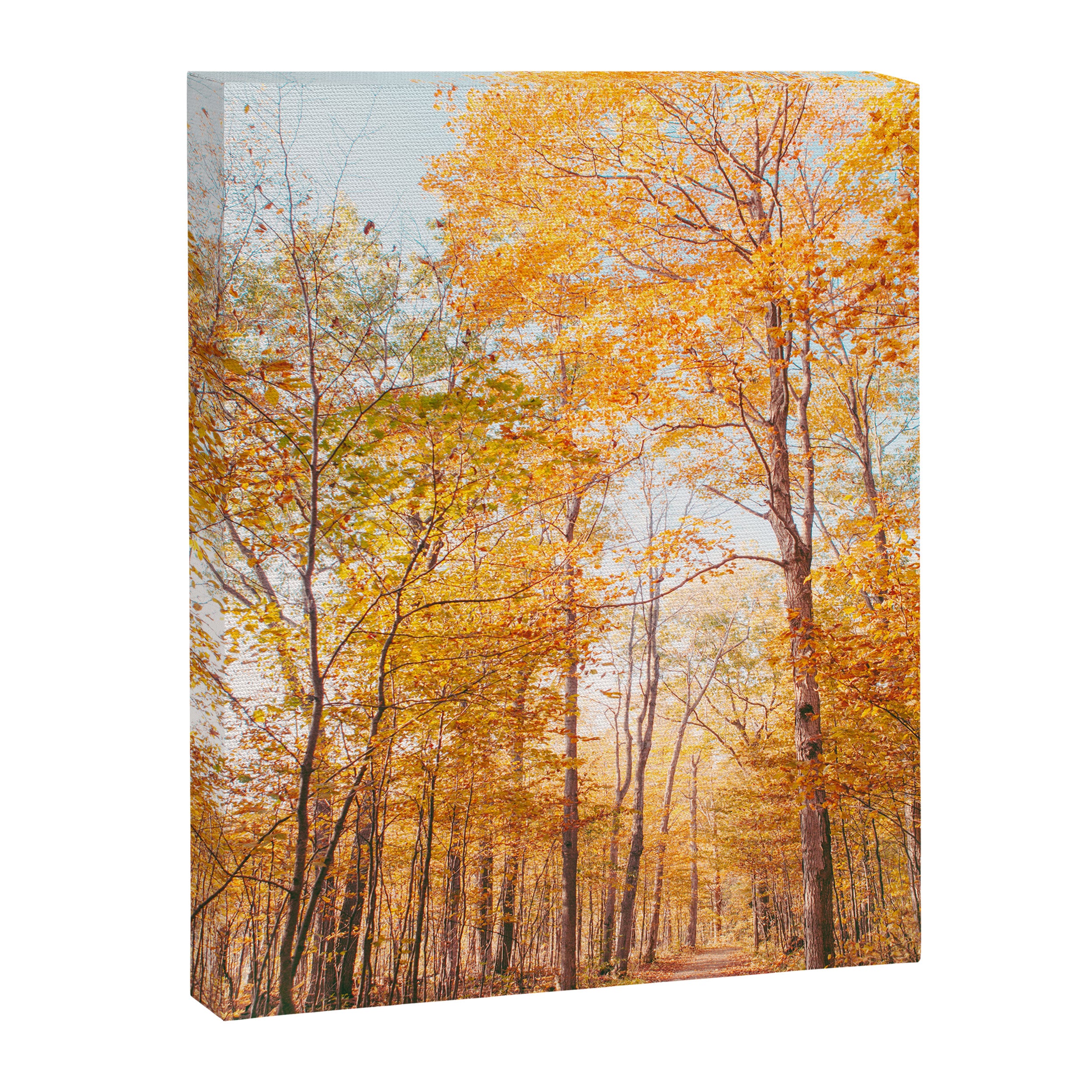 Autumn Glory - Nature, Fall Forest Landscape Photography Canvas Print Gallery Image 6