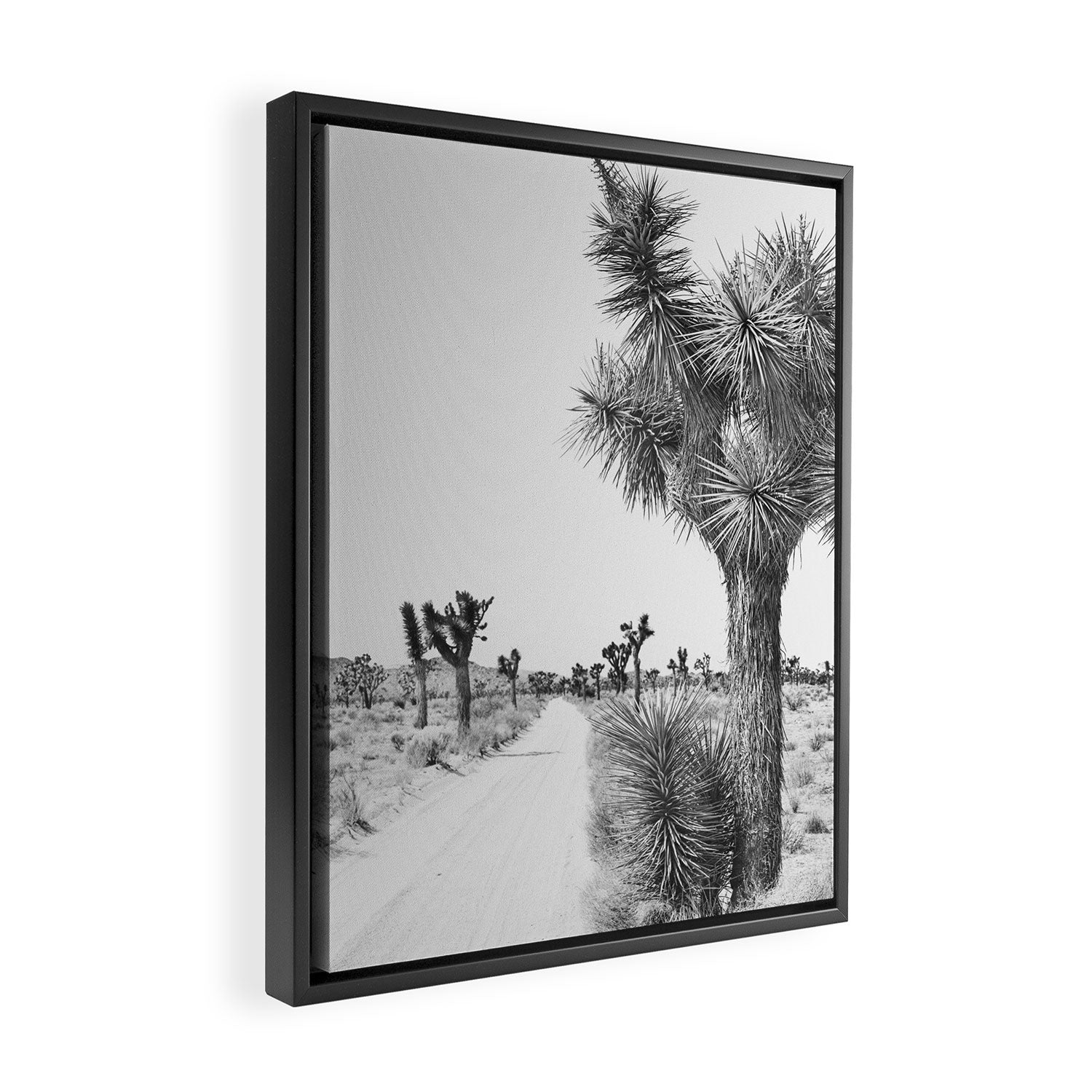 Black and White Cactus - Joshua Tree Framed Canvas Print Gallery Image 2