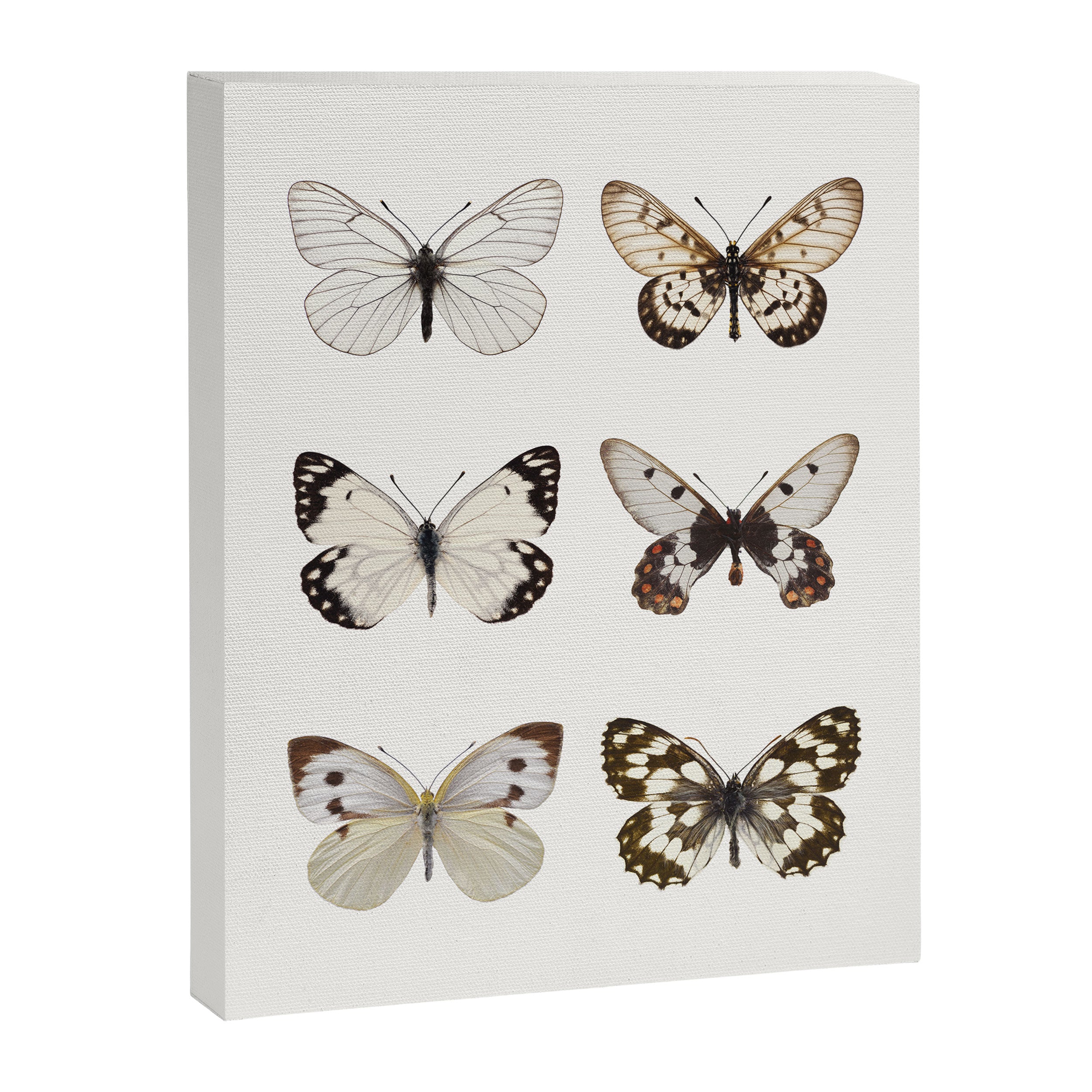 Butterflies in Neutral Colors Canvas Print Gallery Image 6