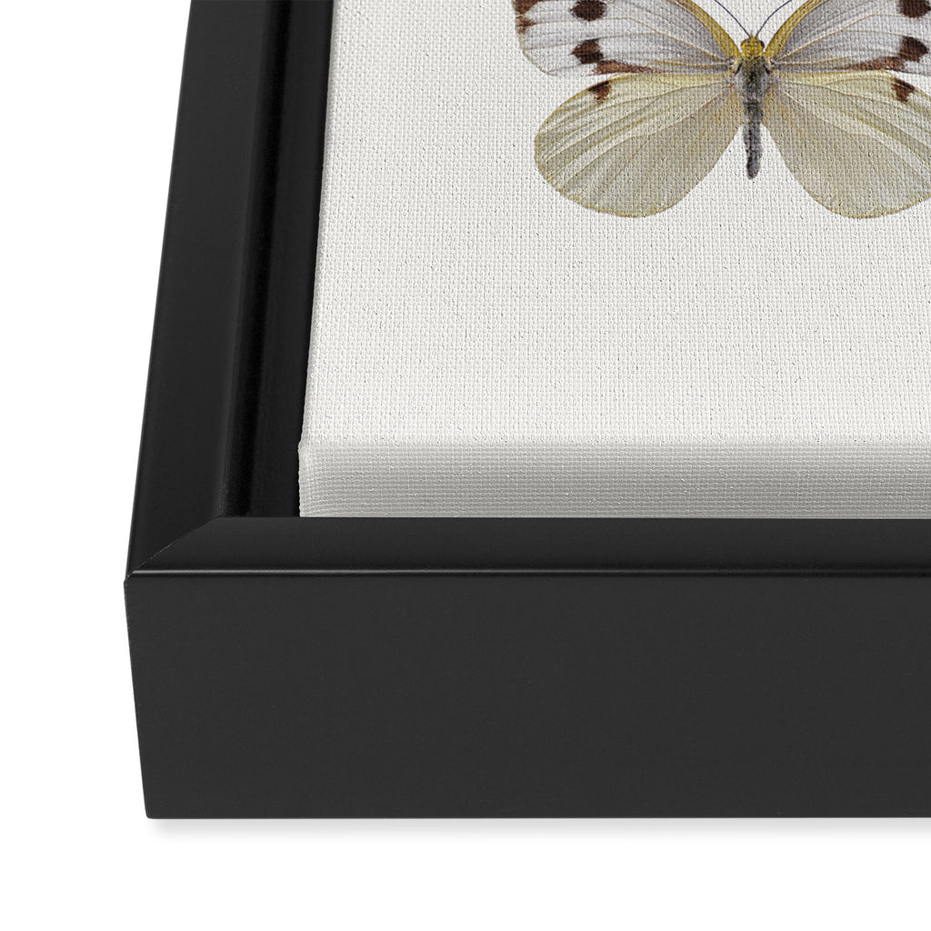 Butterflies in Neutral Colors Framed Canvas Print Gallery Image 3