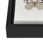 Butterflies in Neutral Colors Framed Canvas Print Gallery Image 3