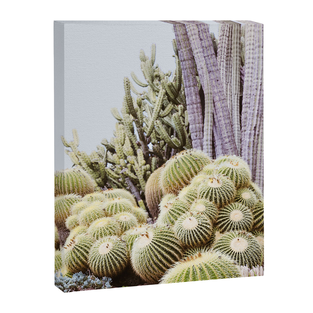 Cactus Garden #2 Canvas Print Gallery Image 6