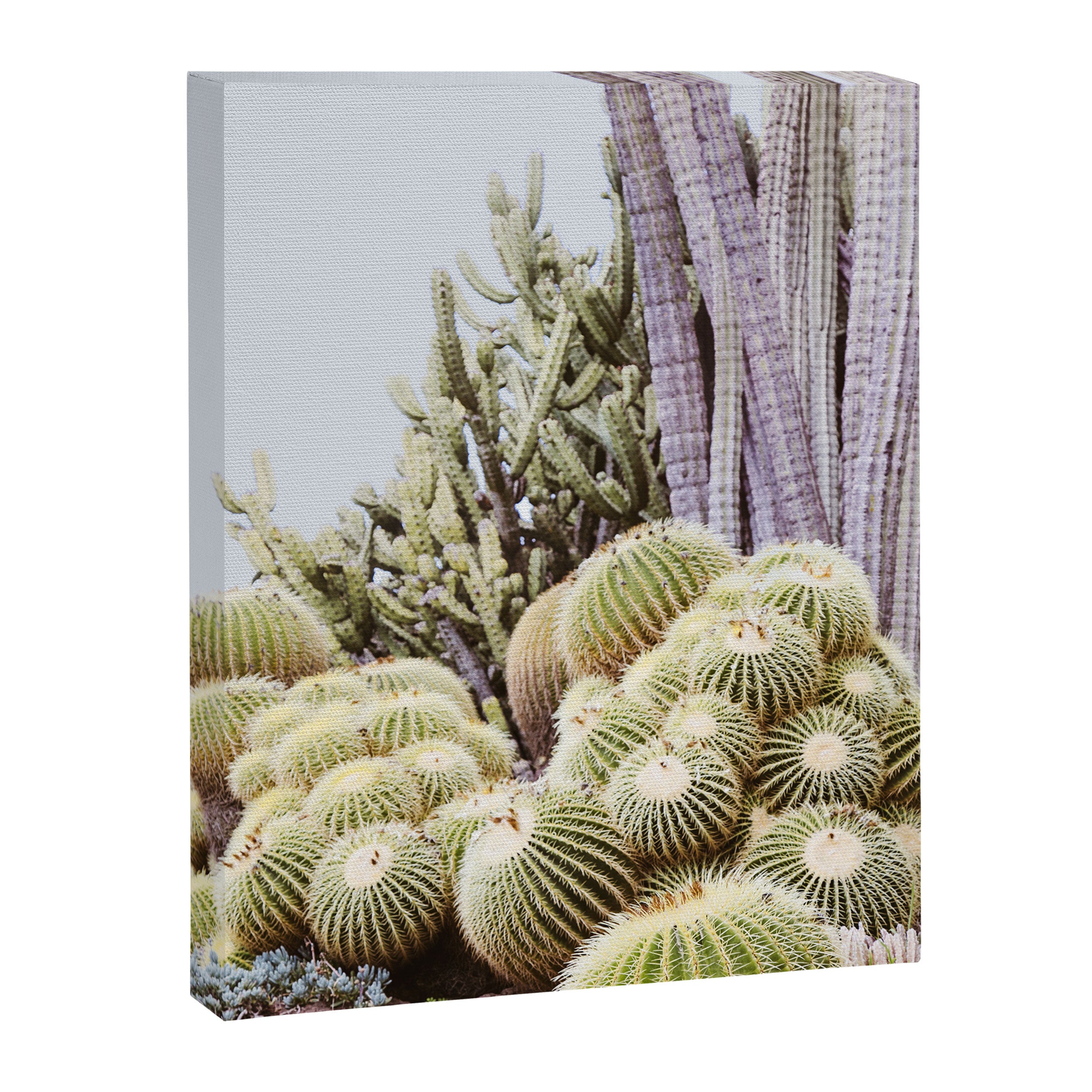 Cactus Garden #2 Canvas Print Gallery Image 6