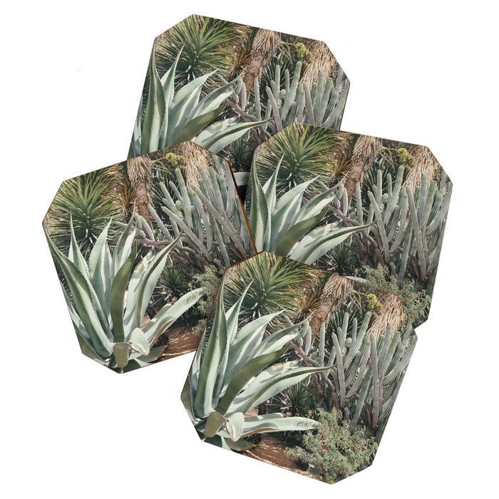 Cactus Garden #3 - Nature Photography Coaster Gallery Image 1