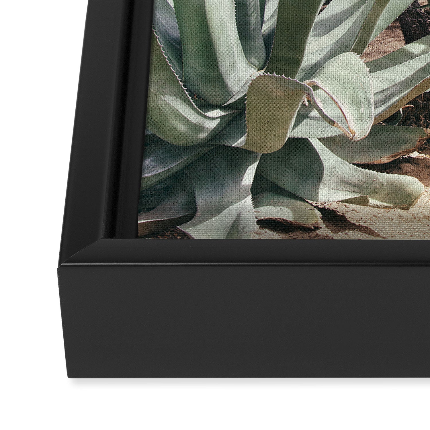 Cactus Garden #3 - Nature Photography Framed Canvas Print Gallery Image 3