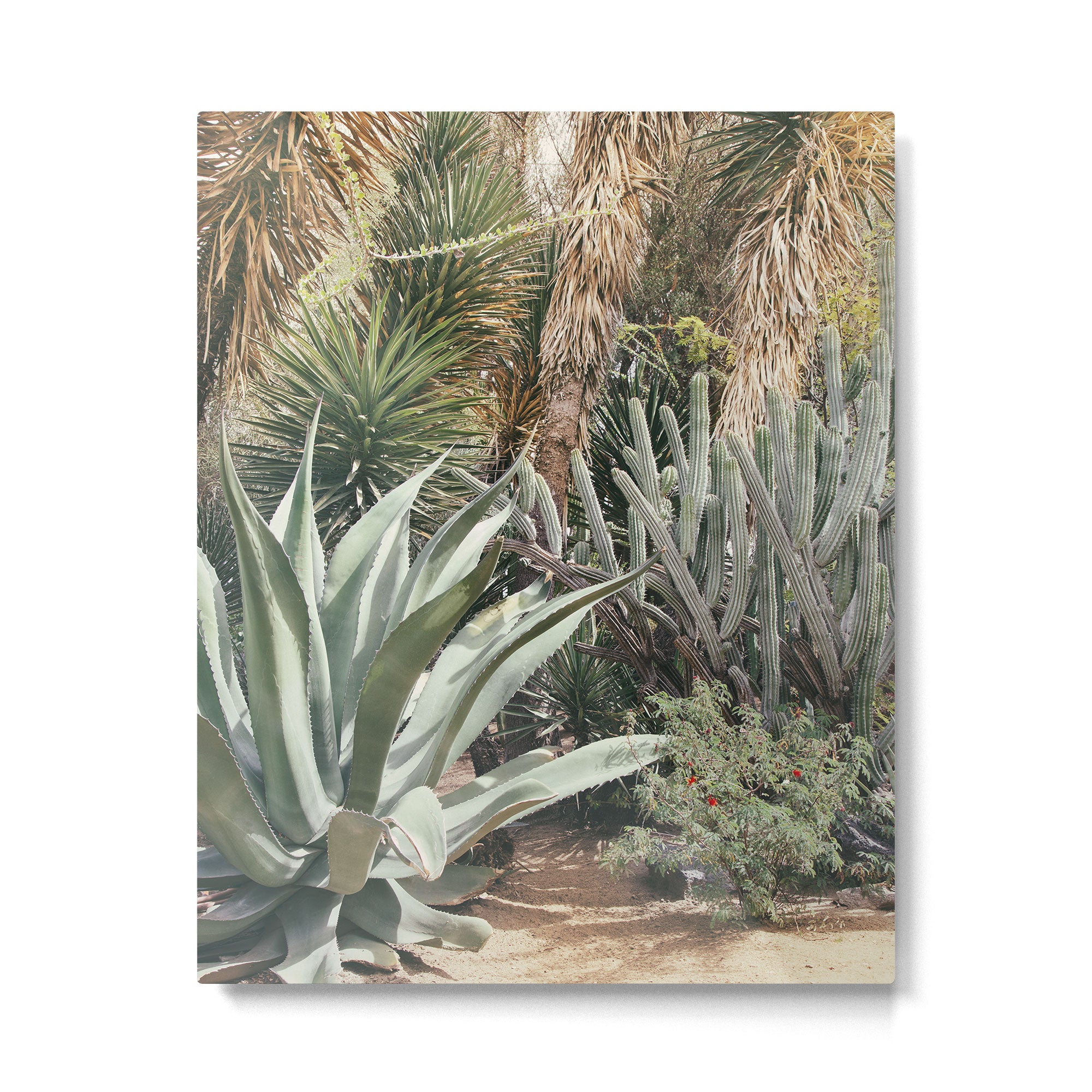 Cactus Garden #3 - Nature Photography Metal Print Gallery Image 4