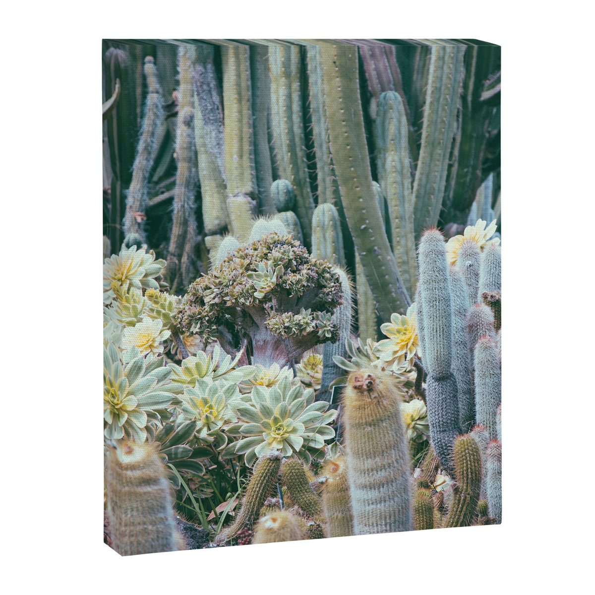 Cactus Garden #4 - Boho Botanical Canvas Print Gallery Image 6