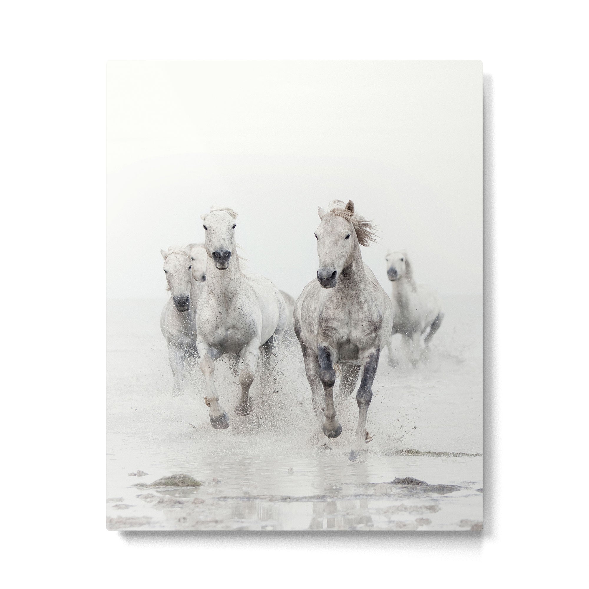 Camargue White Horses Running in Water - Nature Photography Metal Print Gallery Image 6