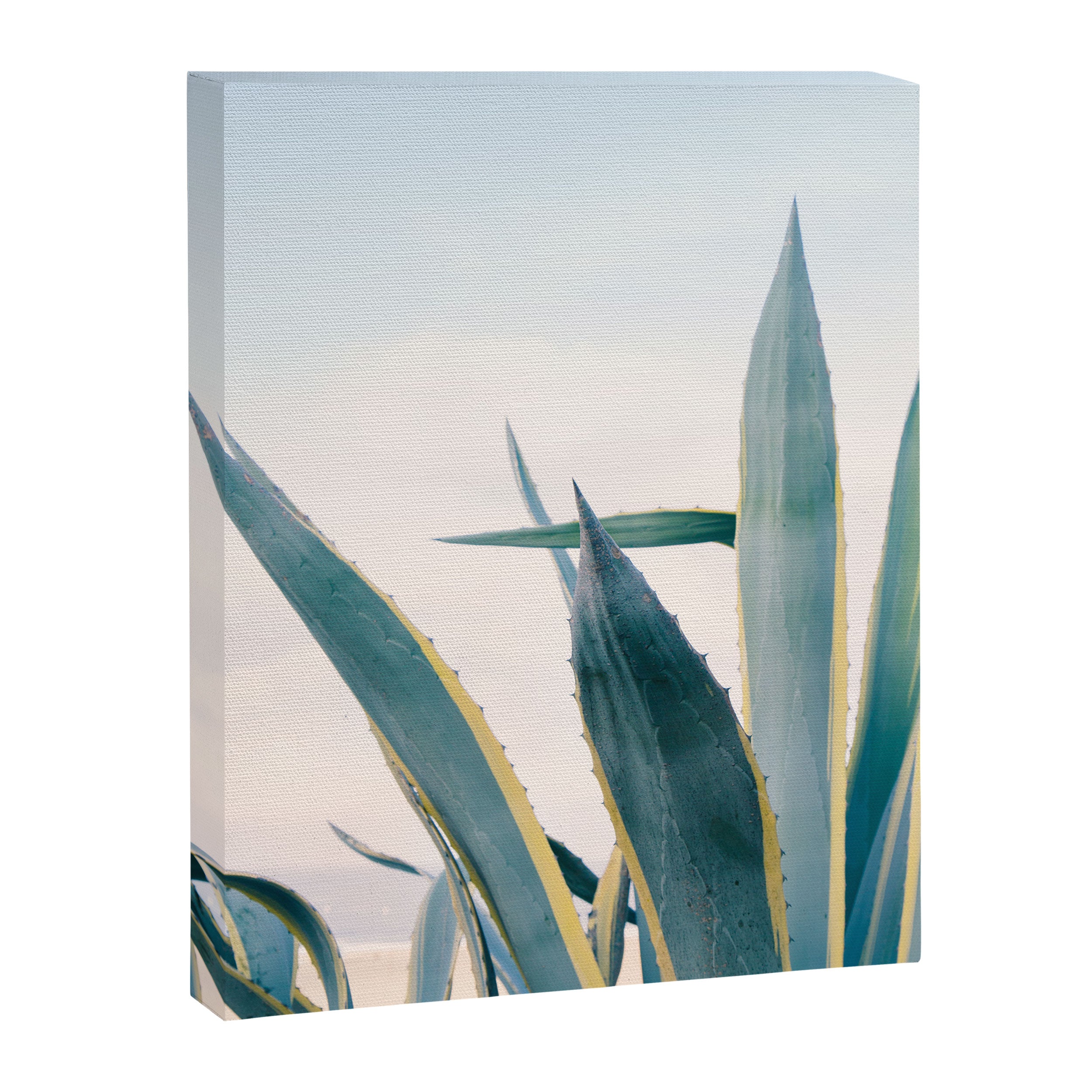 Coastal Agave Cactus Canvas Print Gallery Image 6