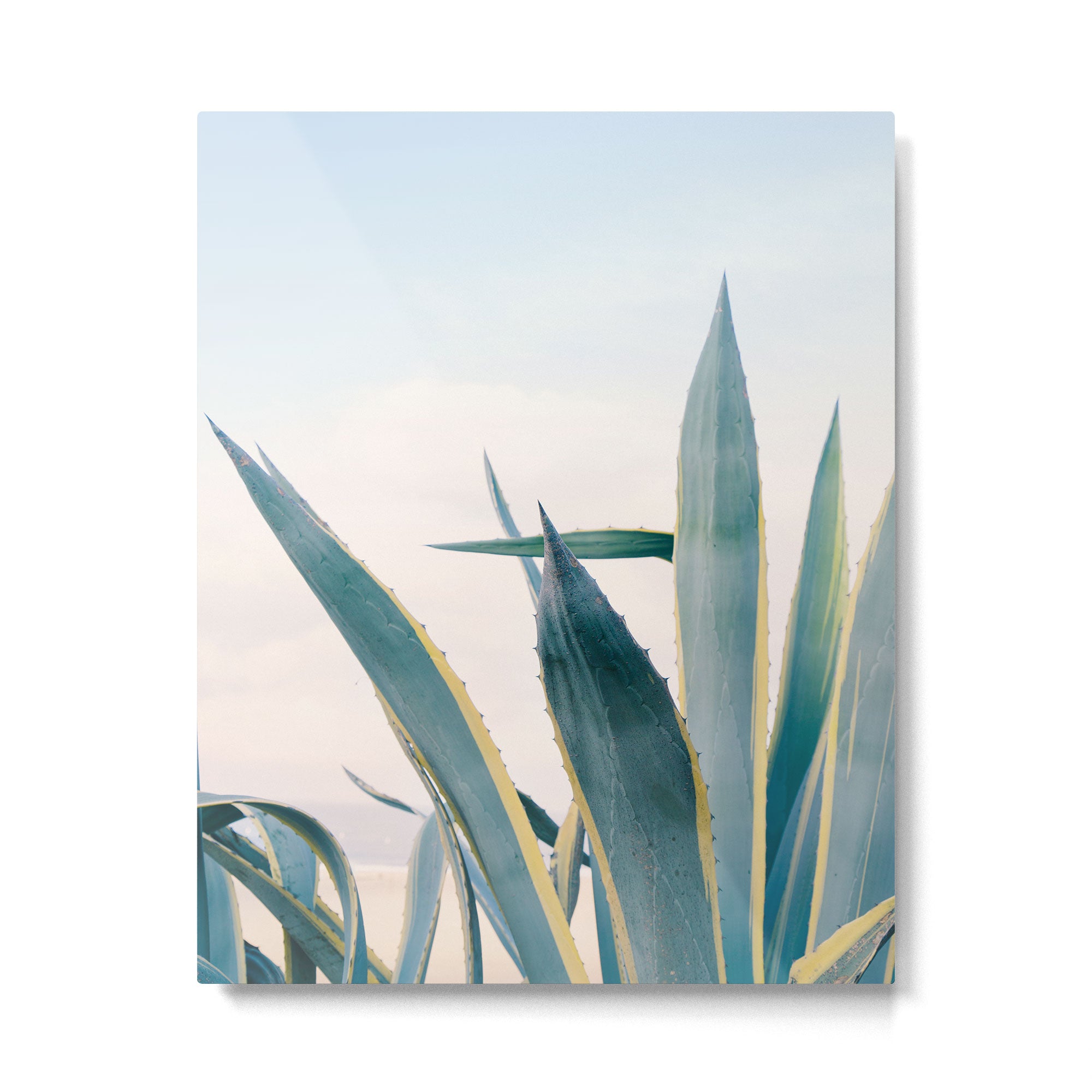 Coastal Agave Cactus Metal Print Gallery Image 4