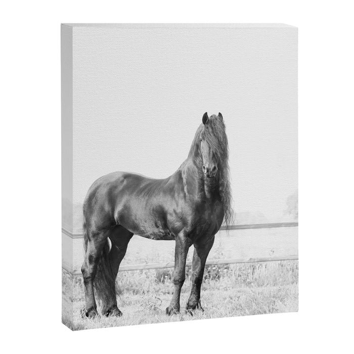 Dark Horse - Nature Photography Canvas Print Gallery Image 1