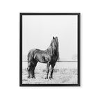 Dark Horse - Nature Photography Framed Canvas Print Gallery Image 6