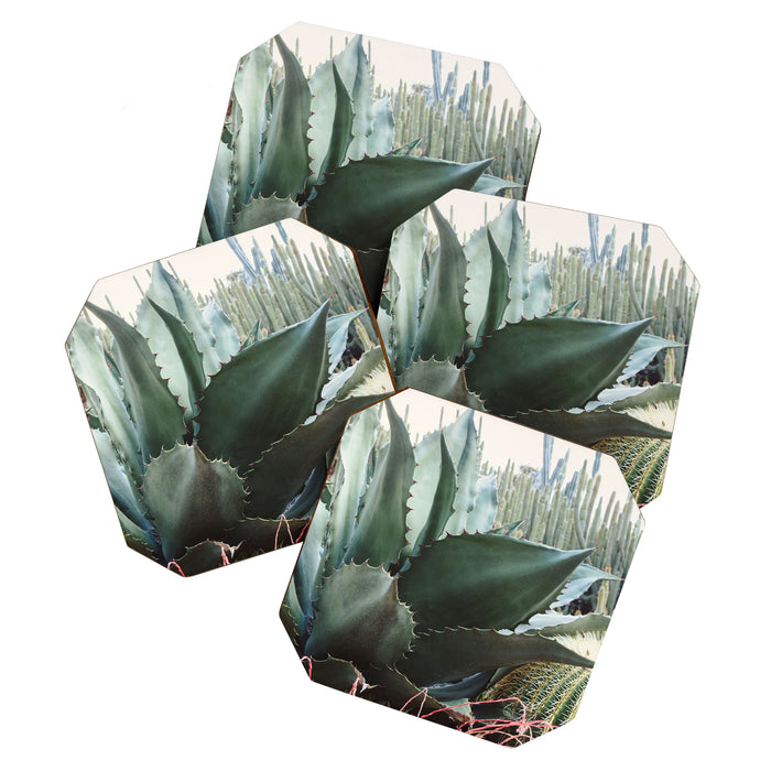 Desert Agave Coaster Gallery Image 1