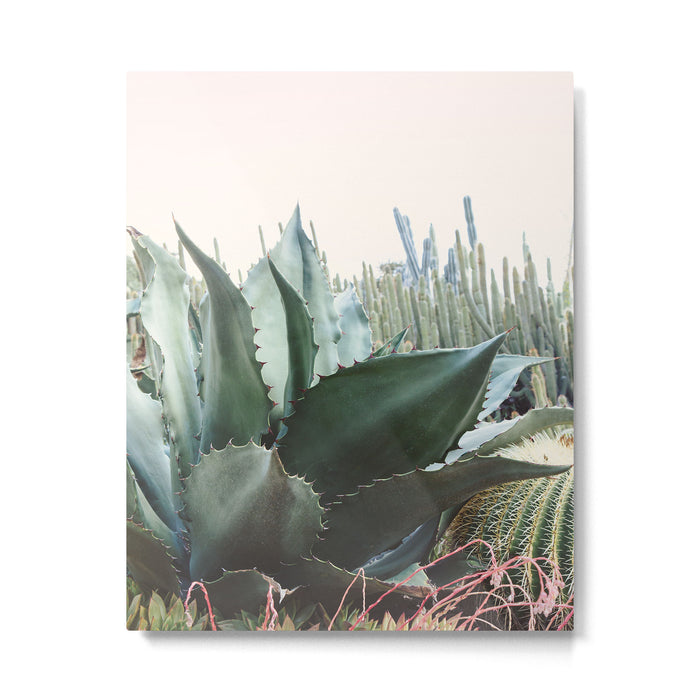 Desert Agave Metal Print Gallery Image 1
