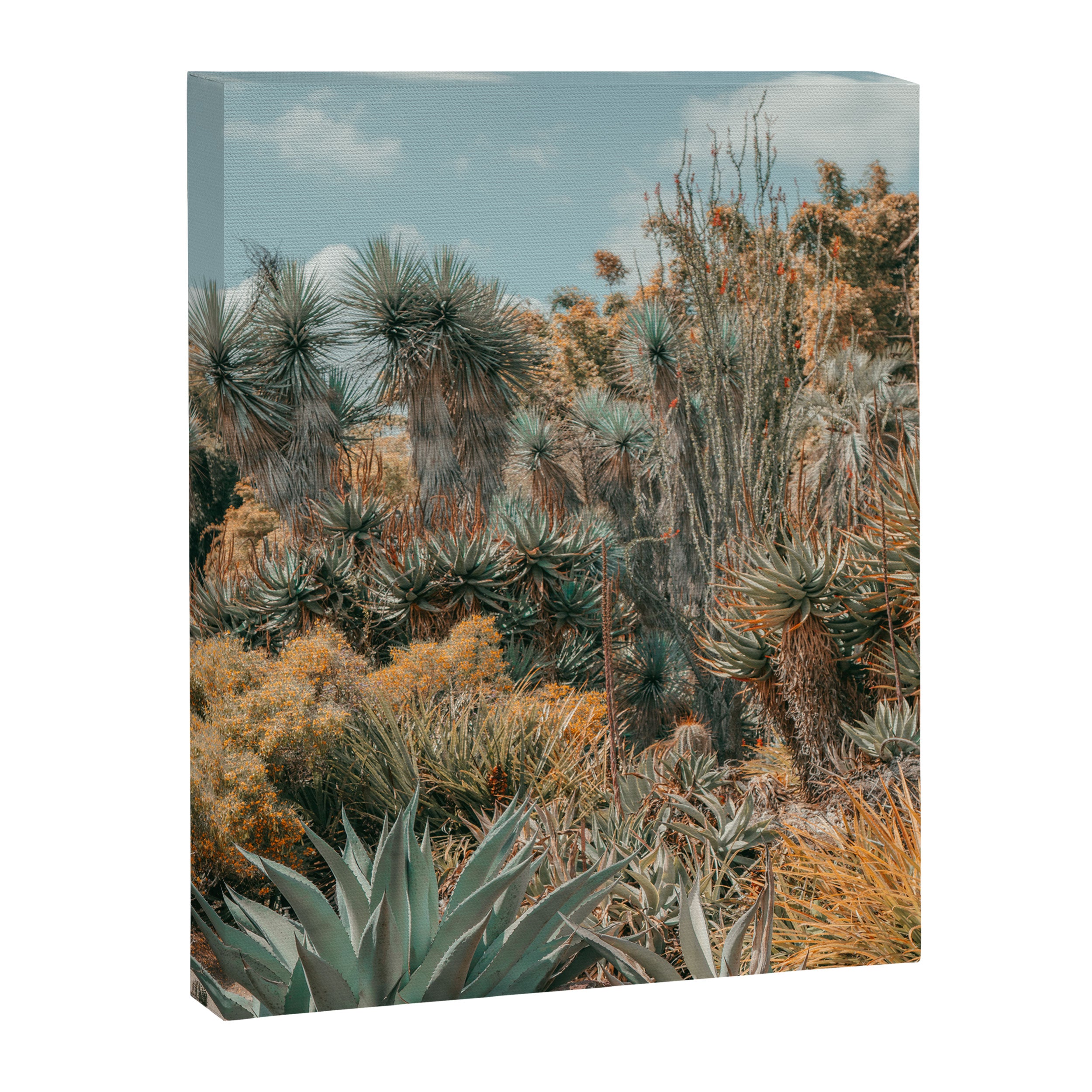 Desert Oasis - California Cactus Garden, Nature, Landscape Photography Canvas Print Gallery Image 6