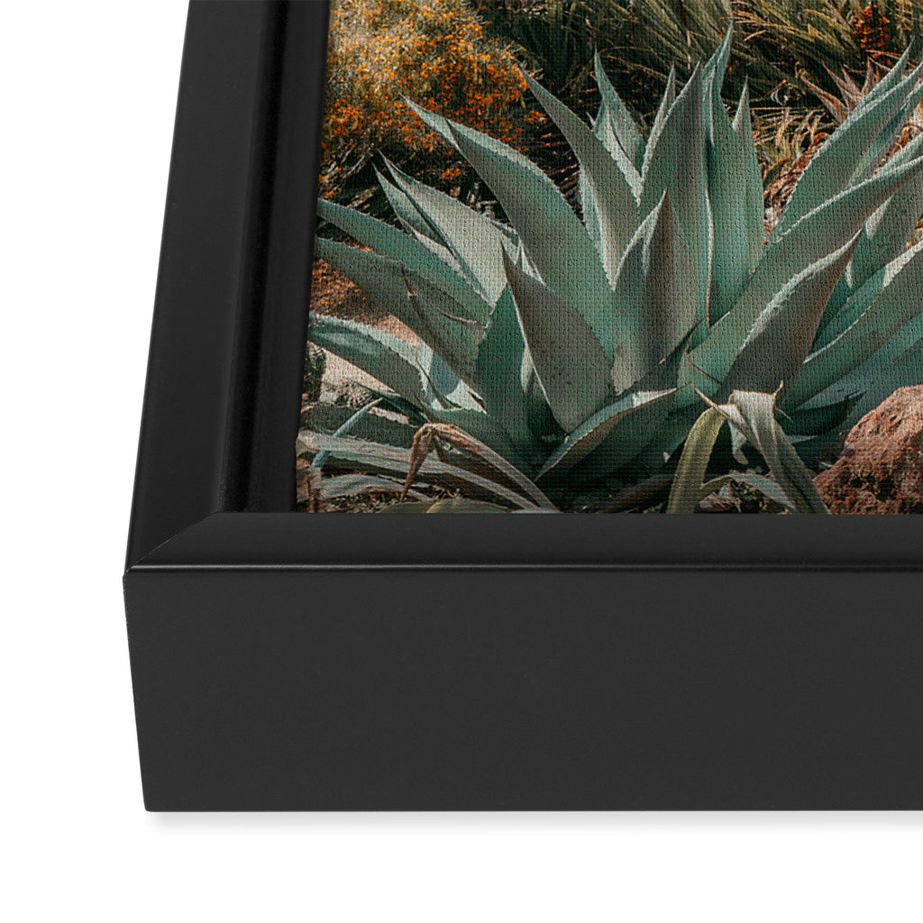 Desert Oasis - California Cactus Garden, Nature, Landscape Photography Framed Canvas Print Gallery Image 3