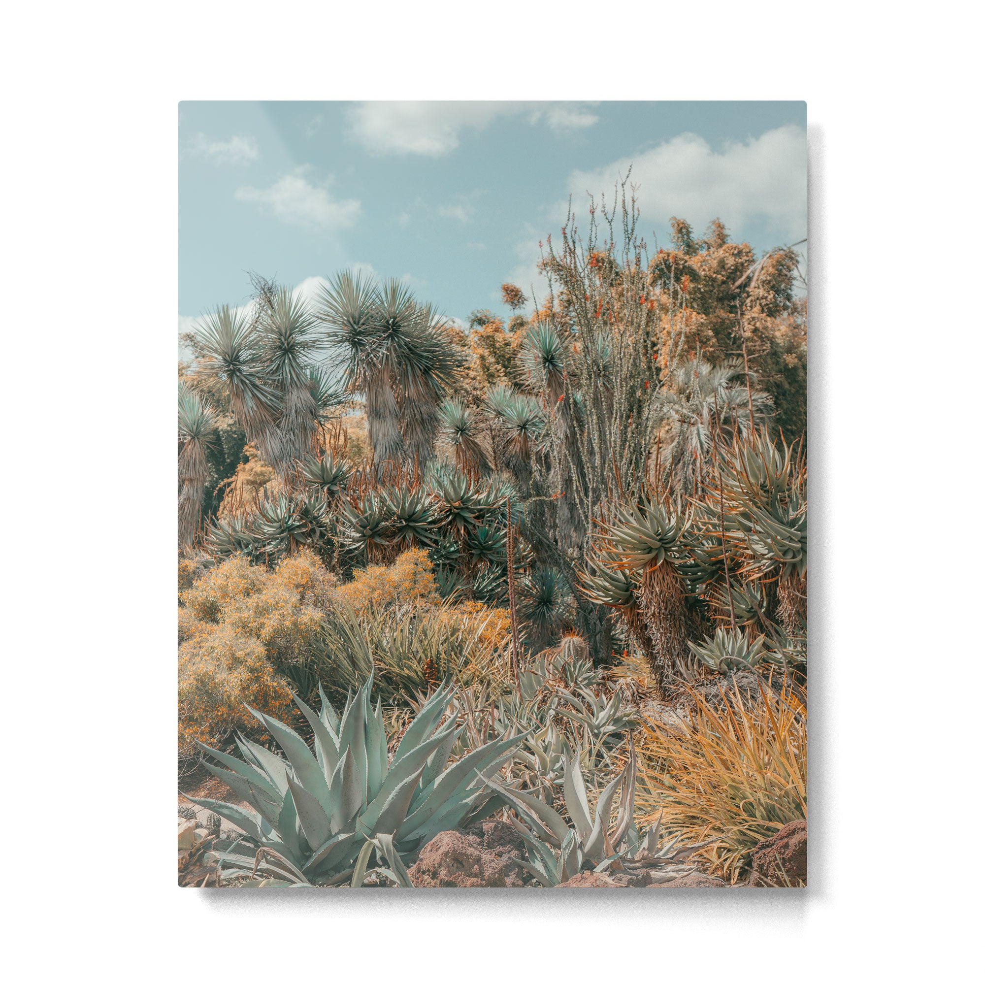 Desert Oasis - California Cactus Garden, Nature, Landscape Photography Metal Print Gallery Image 4