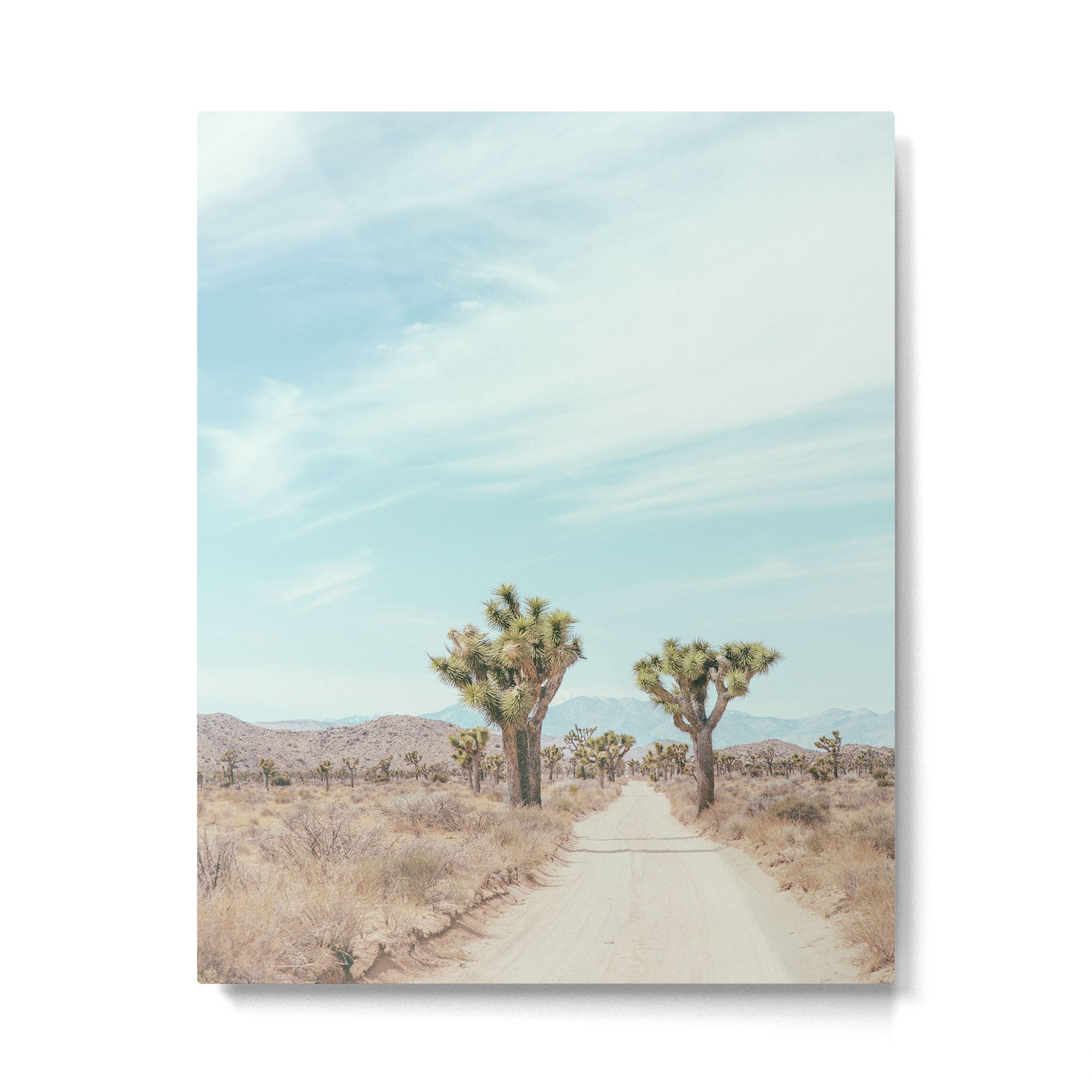 Desert Path - Joshua Tree Landscape, Nature Photography Metal Print Gallery Image 4