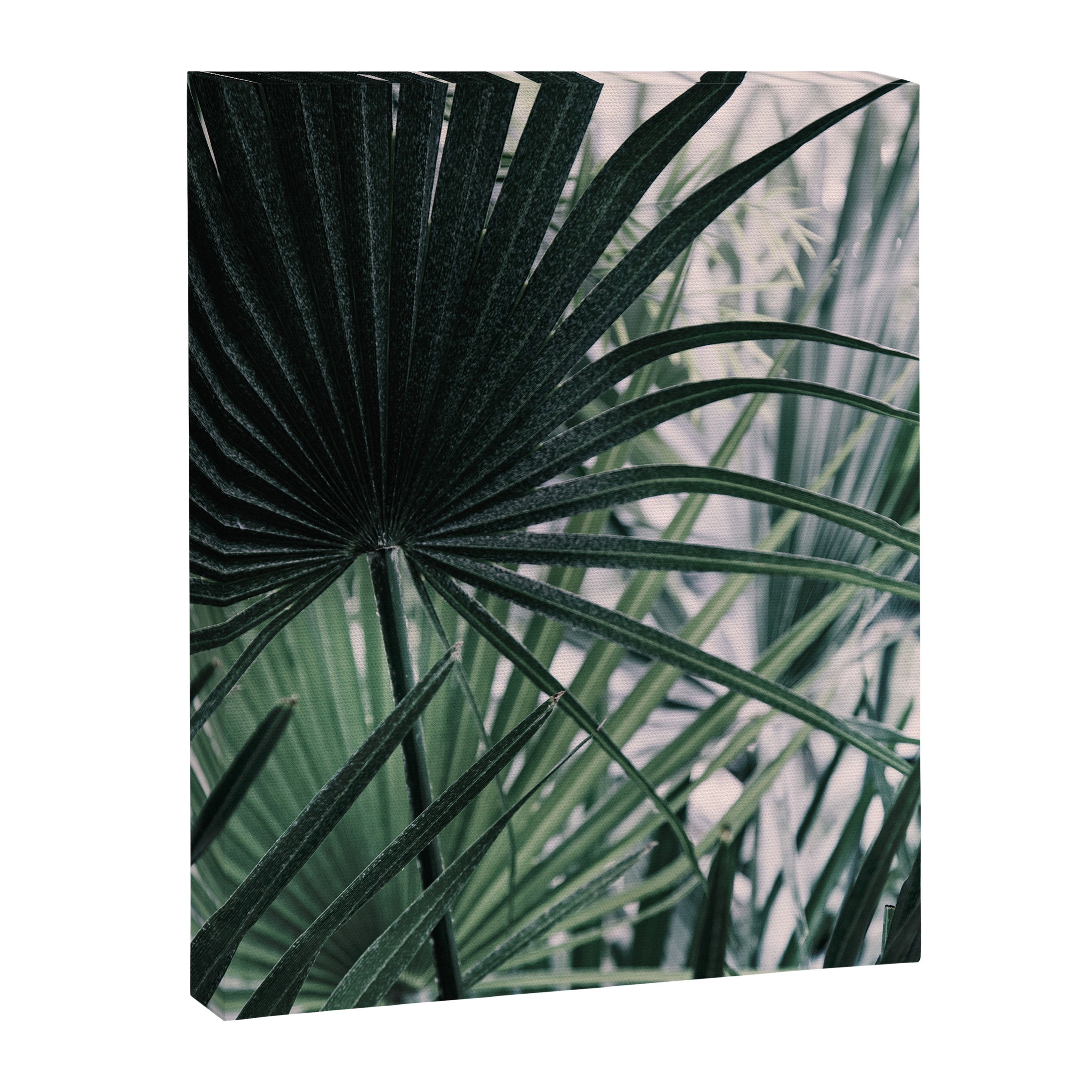 Fan Palms Galore - Tropical Nature Photography Canvas Print Gallery Image 6