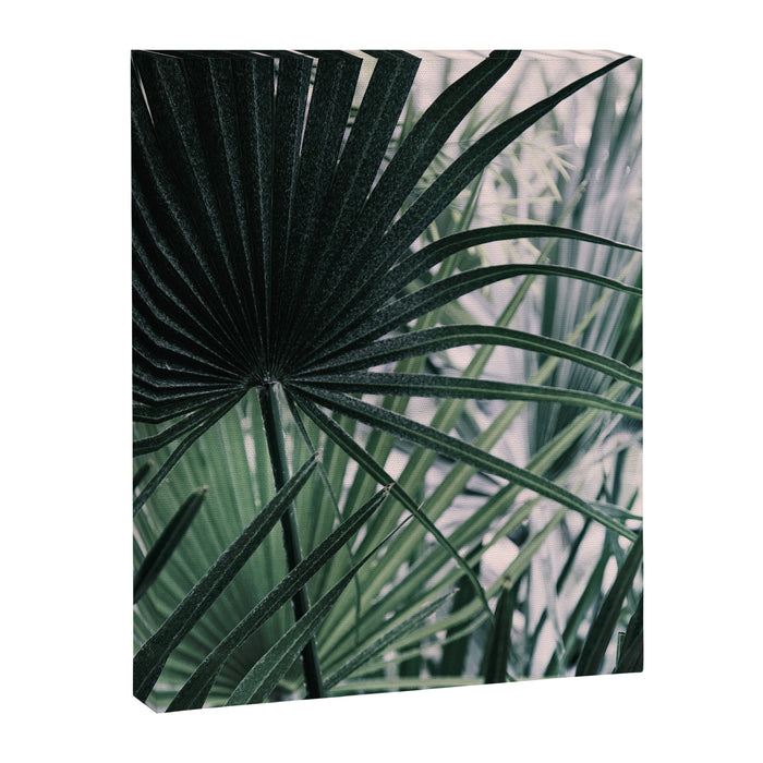 Fan Palms Galore - Tropical Nature Photography Canvas Print Gallery Image 1