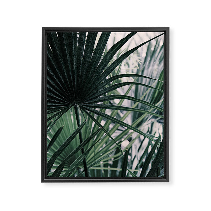 Fan Palms Galore - Tropical Nature Photography Framed Canvas Print Gallery Image 6
