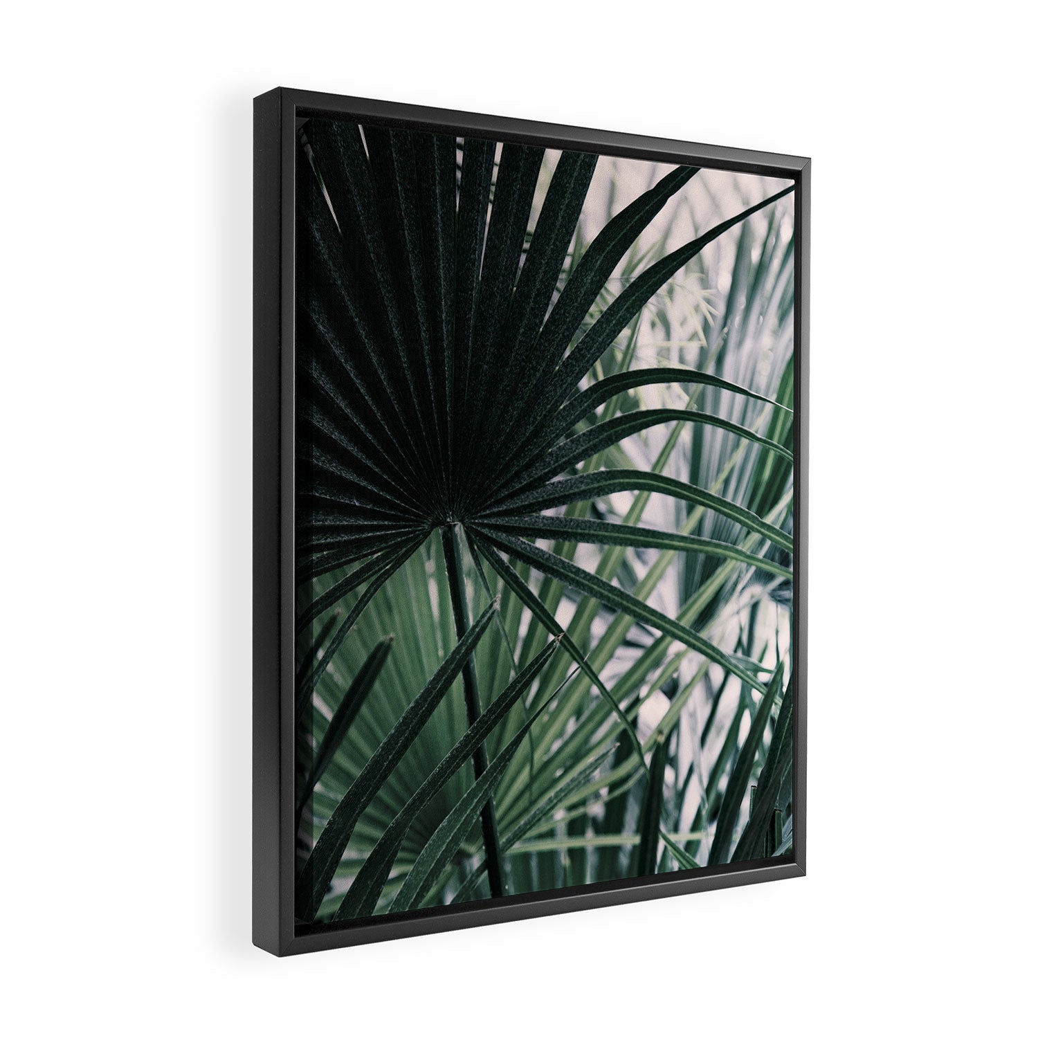 Fan Palms Galore - Tropical Nature Photography Framed Canvas Print Gallery Image 2