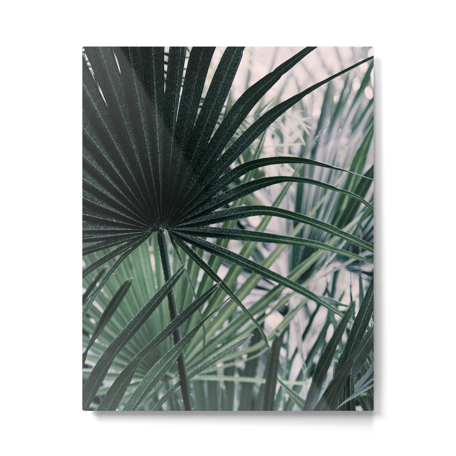 Fan Palms Galore - Tropical Nature Photography Metal Print Gallery Image 4