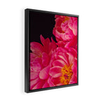 Hot Pink Peonies Framed Canvas Print Gallery Image 2