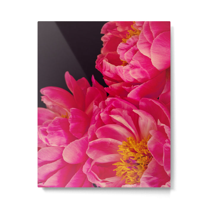 Hot Pink Peonies Metal Print Gallery Image 1