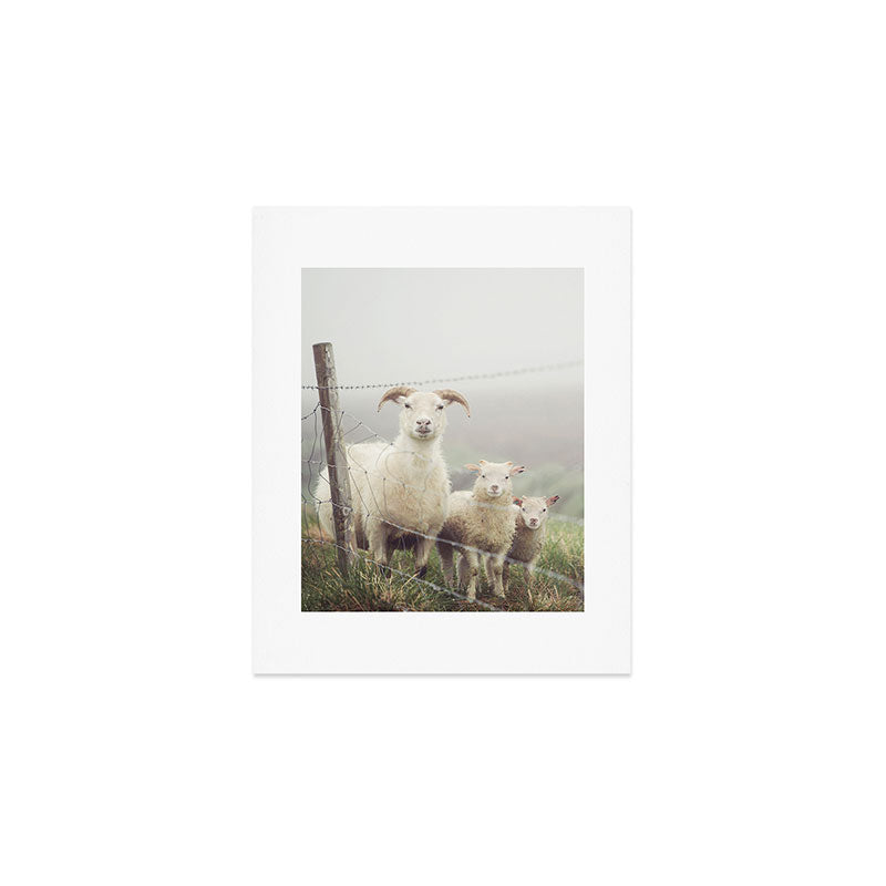 I See Ewe - Animal Photography, Icelandic Sheep Art Print Gallery Image 1