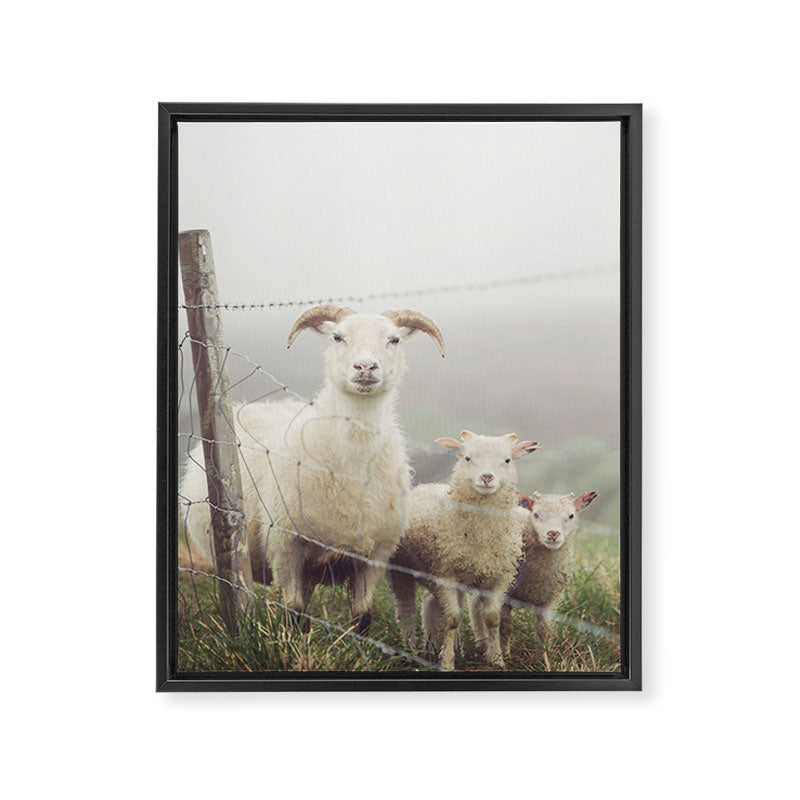 I See Ewe - Animal Photography, Icelandic Sheep Framed Canvas Print Gallery Image 6