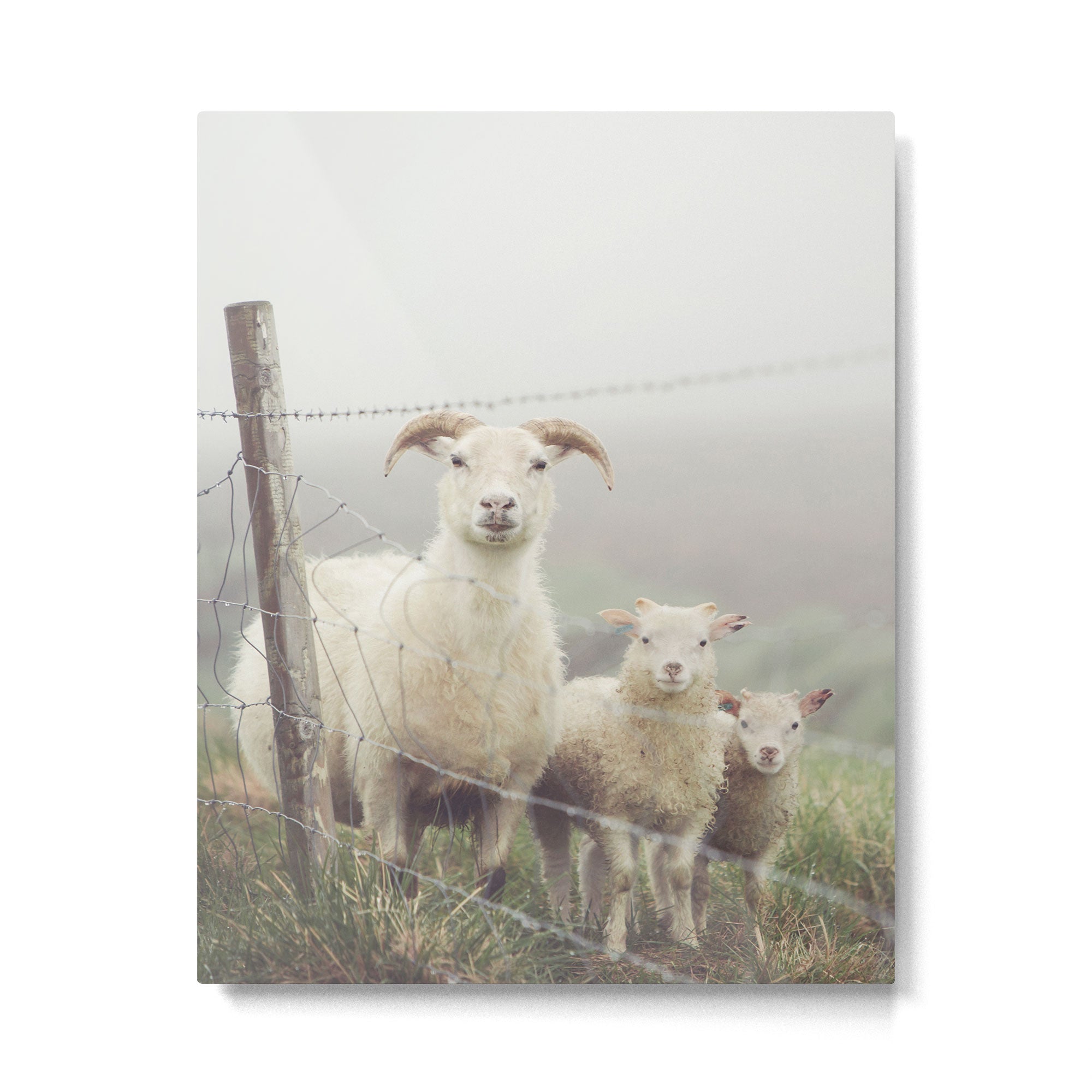 I See Ewe - Animal Photography, Icelandic Sheep Metal Print Gallery Image 4