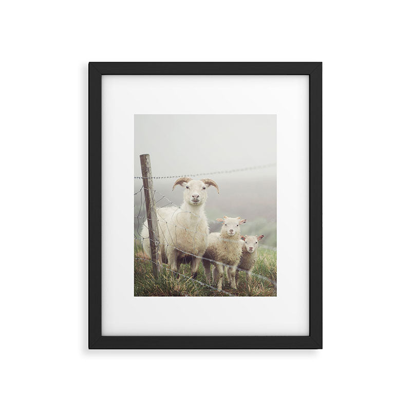 I See Ewe - Animal Photography, Icelandic Sheep Framed Art Print Gallery Image 5