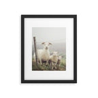 I See Ewe - Animal Photography, Icelandic Sheep Framed Art Print Gallery Image 5