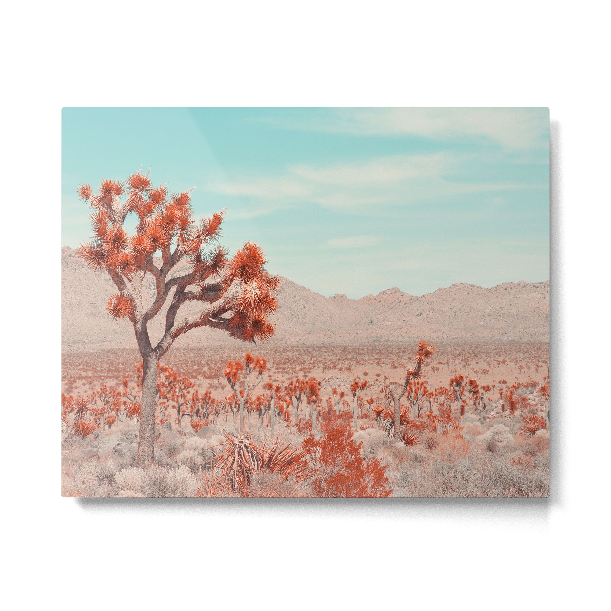 Joshua Tree Colors Metal Print Gallery Image 4